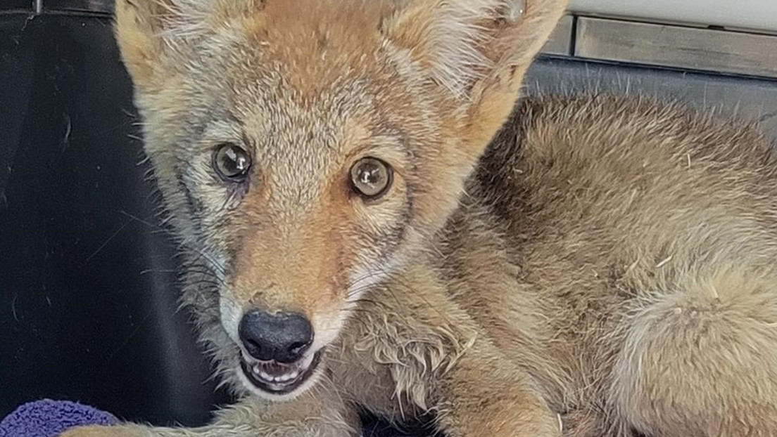 Una cría de coyote que perdió a su familia encuentra un nuevo hogar en un lugar inesperado (FOTOS)