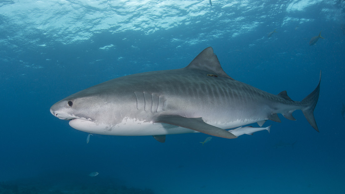 "Parecía sacado de 'Tiburón'": Un equipo de rodaje de Netflix, atacado por tiburones tigre