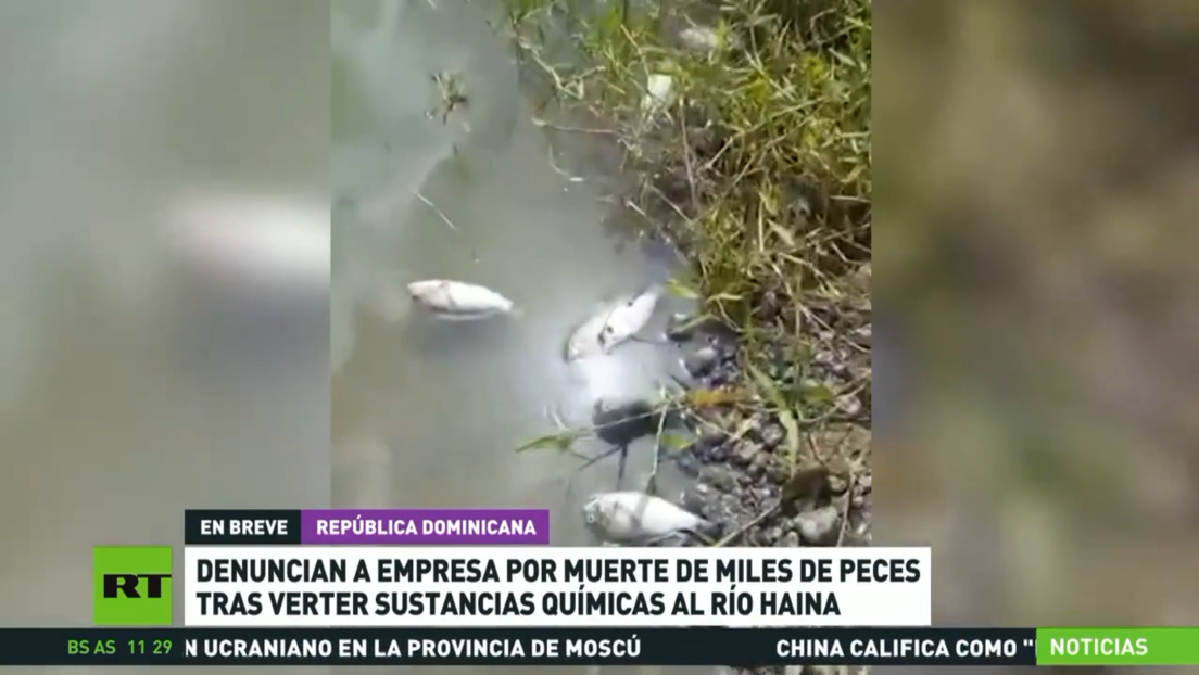 Denuncian a empresa cervecera dominicana por la muerte de miles de peces en un río