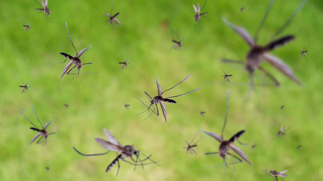 Advierten en Europa de un aumento crítico de mosquitos transmisores de enfermedades mortales