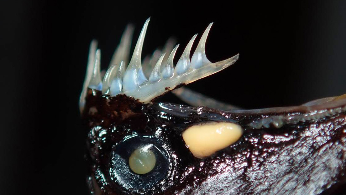 Hallan una nueva especie de pez dragón frente las costas de Brasil