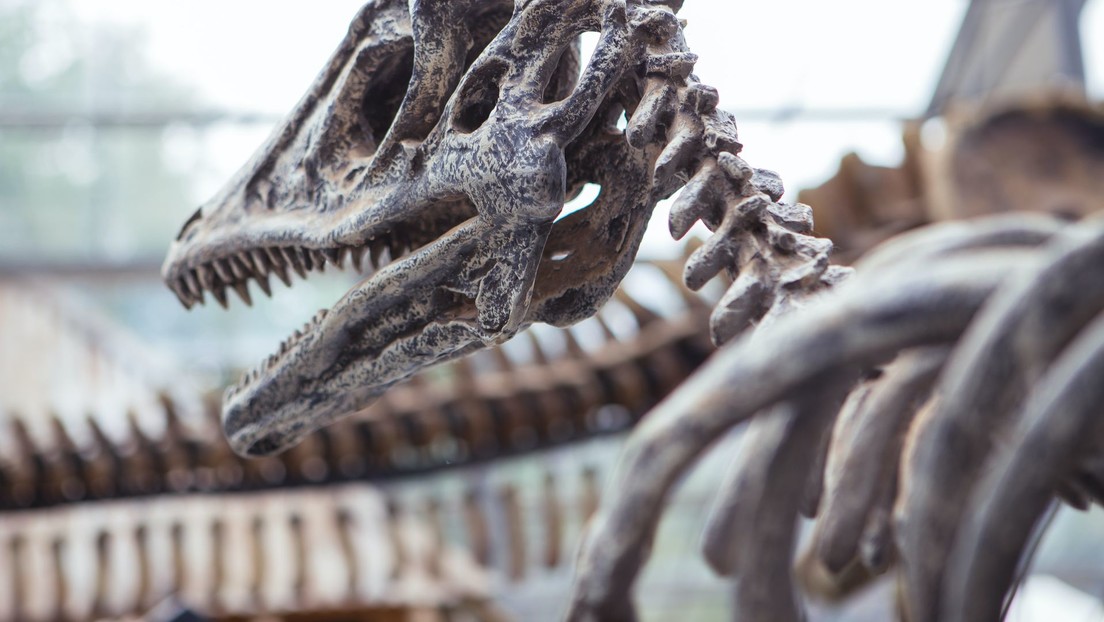 Descubren una nueva especie de dinosaurio en China