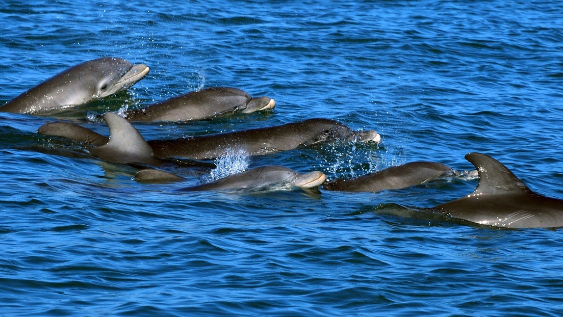 Las madres delfines hablan con sus crías en 'lenguaje materno', igual que las mujeres con sus bebés
