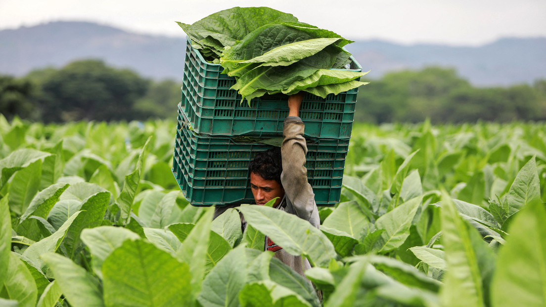Nicaragua cosecha los resultados de su política agropecuaria dirigida al desarrollo del sector