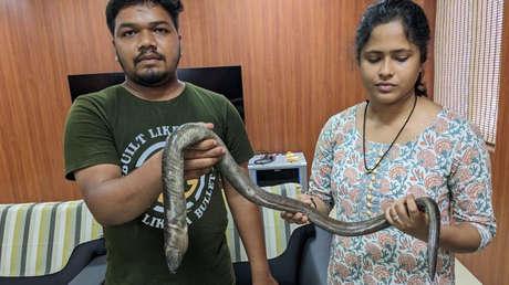 Descubren una nueva especie de anguila en la India