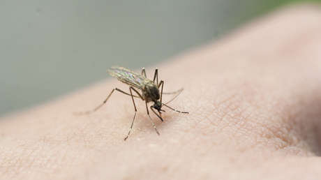 Detectan varios casos de una enfermedad mortal transmitida por mosquitos en EE.UU.