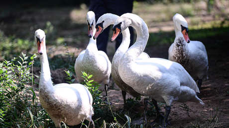 Cisnes adictos al opio se niegan a abandonar una plantación de adormidera (VIDEO)
