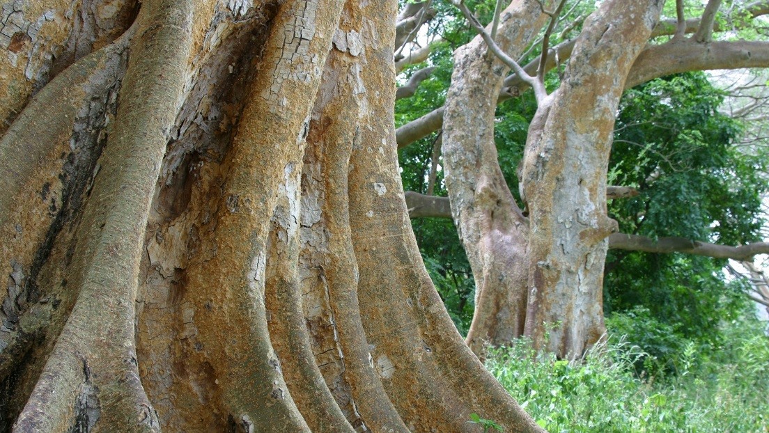 Levantan la prohibición de talar de árboles en Kenia
