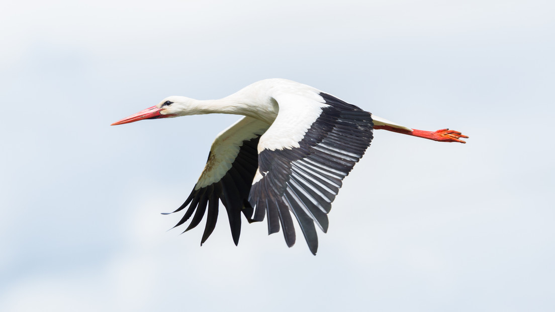 Un vuelo de cigüeña sobre Bielorrusia