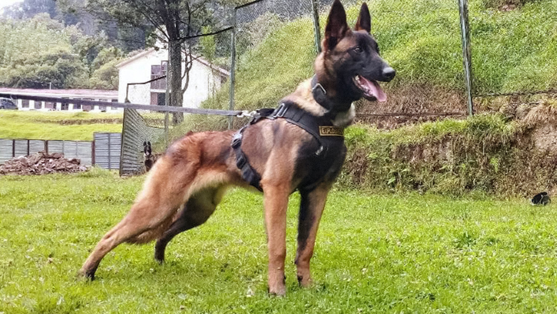 Ejército colombiano niega que el perro de un nuevo video sea Wilson, el can desaparecido en la selva