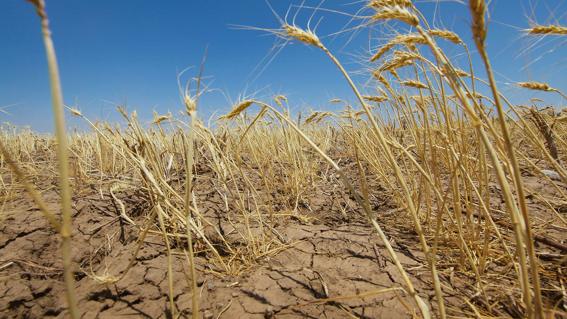 Estudio revela que el riesgo de malas cosechas es infravalorado: ¿cómo el cambio climático amenaza la agricultura?