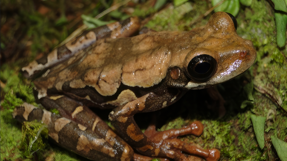 Descubren una nueva especie de rana en un área protegida de Perú