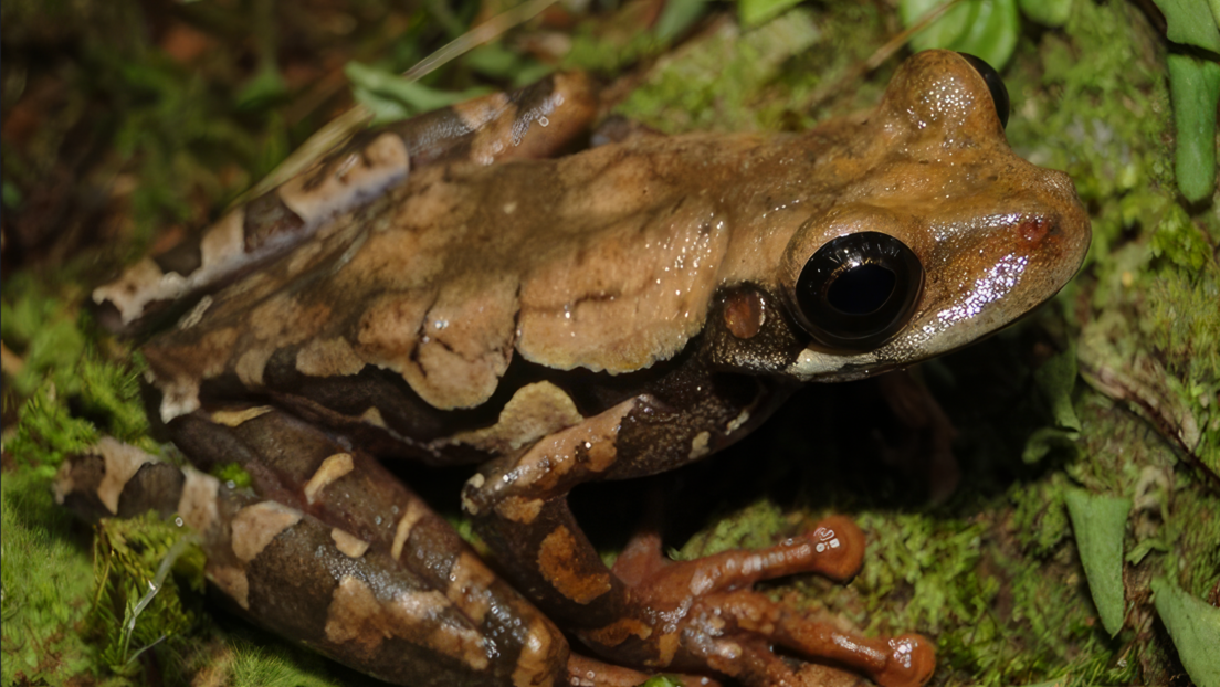 Descubren una nueva especie de rana en un área protegida de Perú - RT