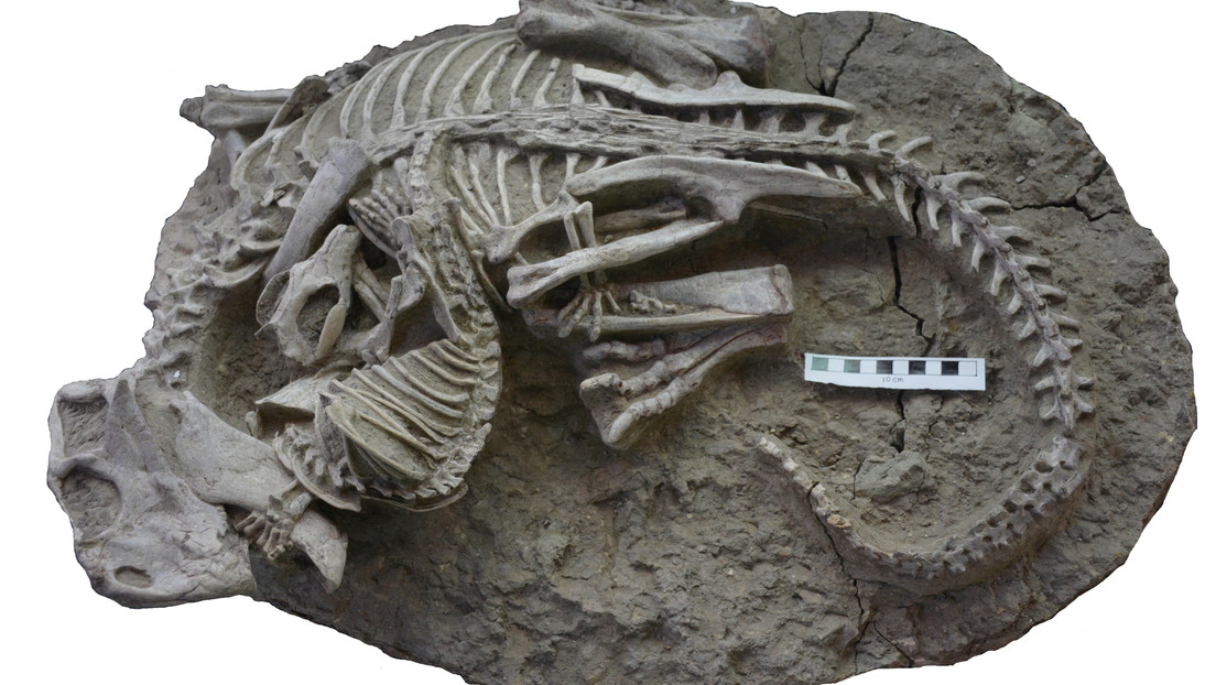 Descubren que un fósil de hace 125 millones de años escondía una lucha feroz entre un mamífero y un dinosaurio