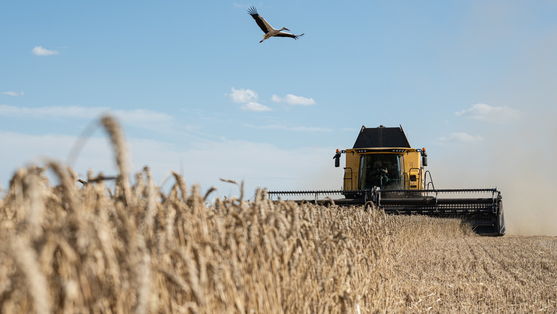 Cinco países europeos buscan ampliar la prohibición de importar grano ucraniano