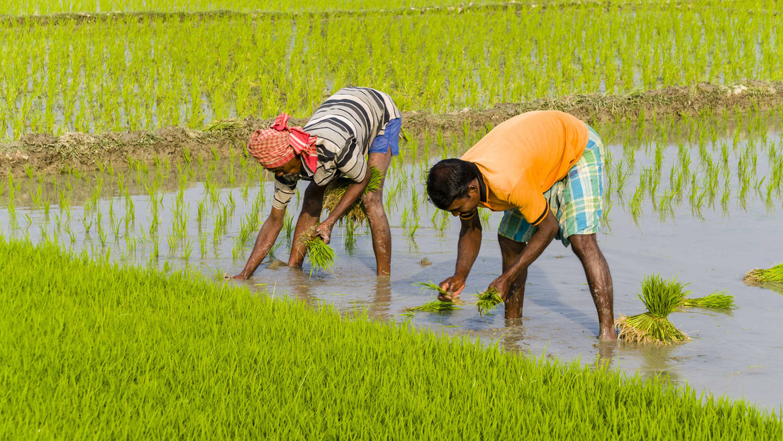 India prohíbe exportar ciertas variedades de arroz por el retraso de las lluvias
