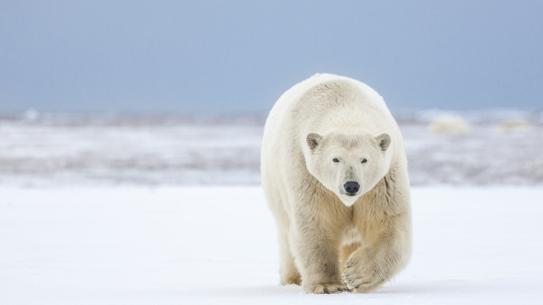 Un hombre salva a su esposa y a su nieta del ataque de un oso polar en Rusia (VIDEO)