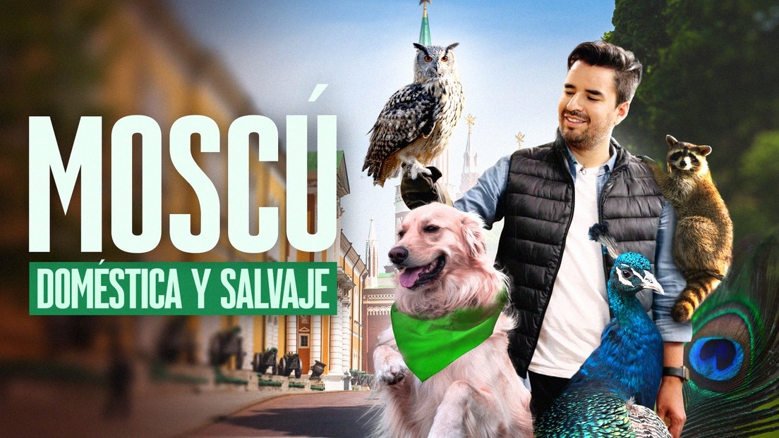 Moscú: doméstica y salvaje