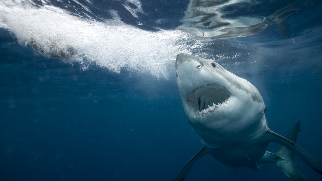¿Tiburones 'cocainómanos'?: advierten que la droga que el narcotráfico arroja al Atlántico atrae la atención de los escualos