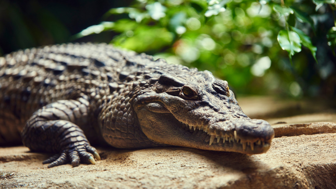 Un cocodrilo mata a un hombre en un río de Costa Rica