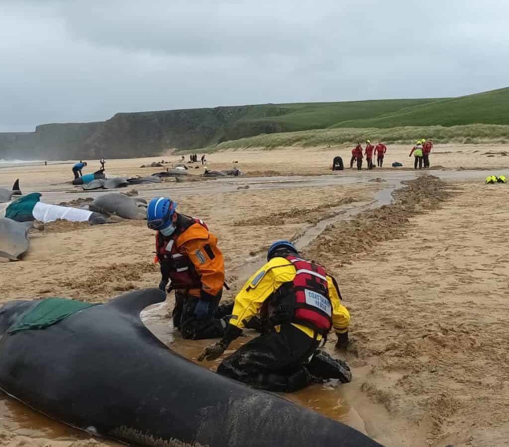 %name Mueren mas de 50 ballenas en Escocia