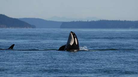 El aumento de enfermedades cutáneas de origen desconocido en las orcas alarma a los científicos