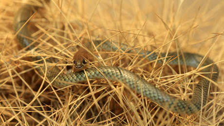 Australia descubre una nueva especie de serpiente venenosa