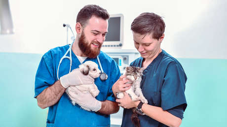 20 mascotas se someterán a un tratamiento experimental contra el cáncer en un reactor nuclear en Rusia