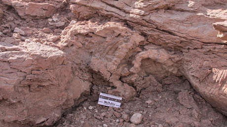 Identifican huellas de dinosaurio con 95 millones de años de antigüedad en Argentina