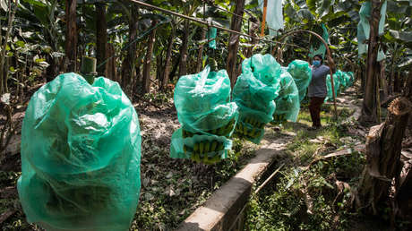 La llegada de El Niño preocupa al sector bananero en Ecuador