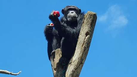 Graban los últimos minutos de vida de Pancho, uno de los chimpancés fugados de un zoológico en Colombia