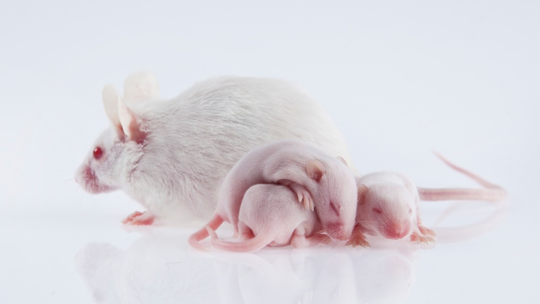 Descubren que la sangre de ratones jóvenes retrasa el envejecimiento de los más viejos