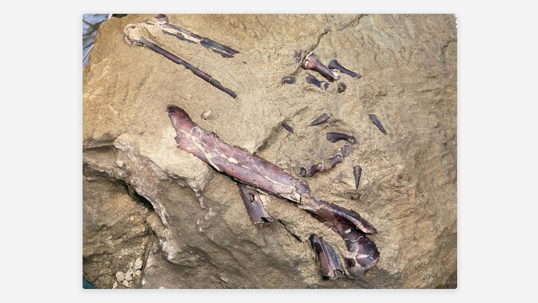 Encuentran en Rusia los restos de un dinosaurio carnívoro del Cretácico
