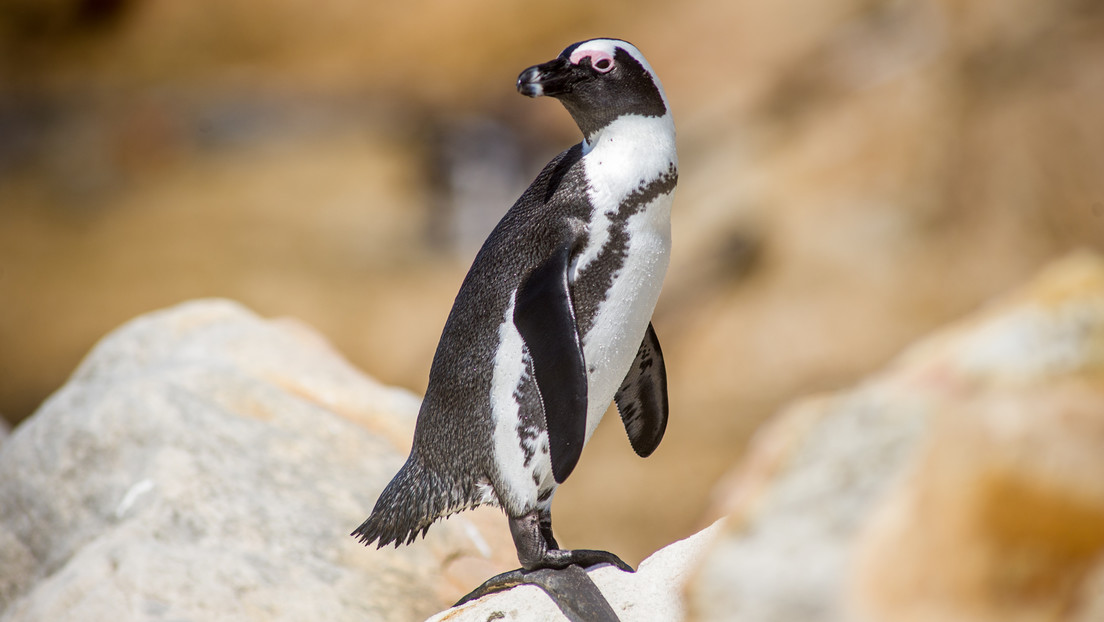 Los pingüinos africanos podrían extinguirse para 2035
