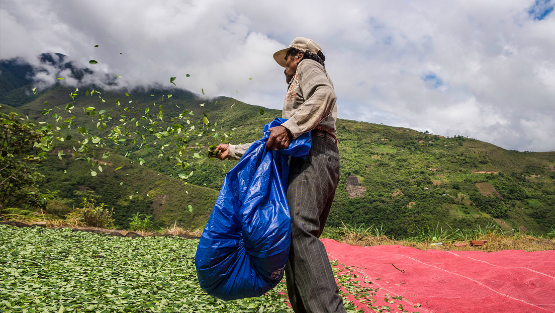 Perú avisa a EE.UU. que la erradicación de hoja de coca ilegal se cumple de forma "contundente"