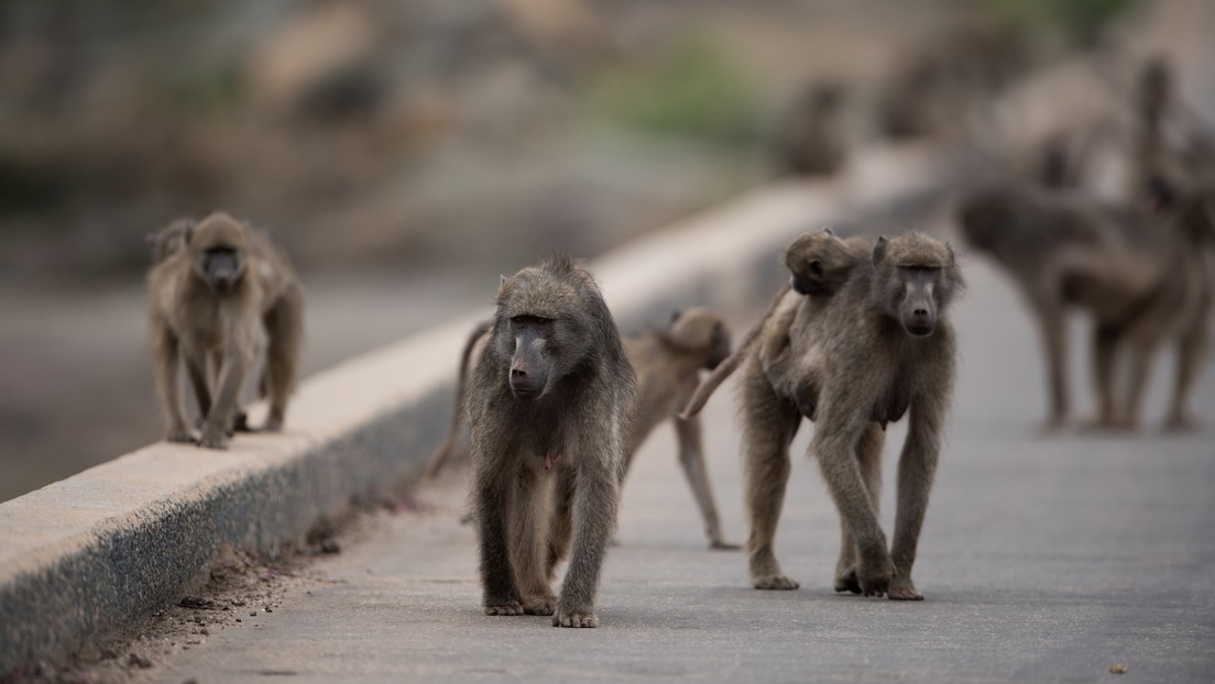 Сбежала обезьяна. Феномен 100 обезьяны. 4 Макаки. Малышки убегают от обезьяны. 4 Макаки под забором.