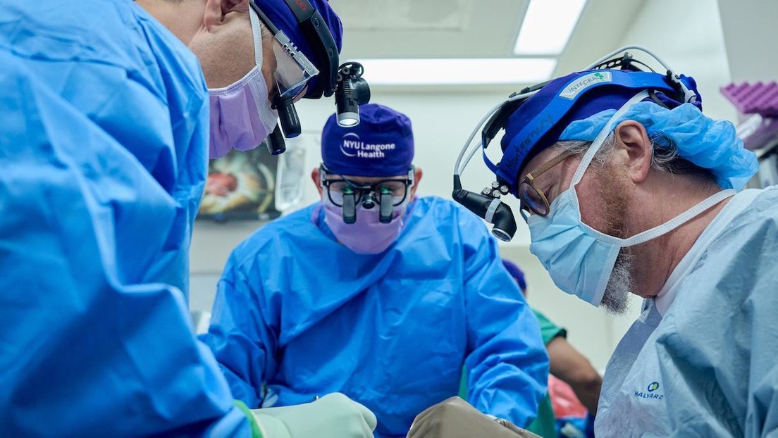 Un riñón de cerdo trasplantado a un hombre en muerte cerebral funciona bien ya durante un mes