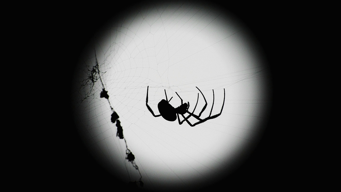"Ha sido una gran sorpresa": Descubren 40 nuevas especies de arañas en Australia
