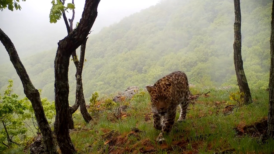 VIDEO: Captan muy de cerca a un majestuoso leopardo salvaje en el Lejano Oriente ruso