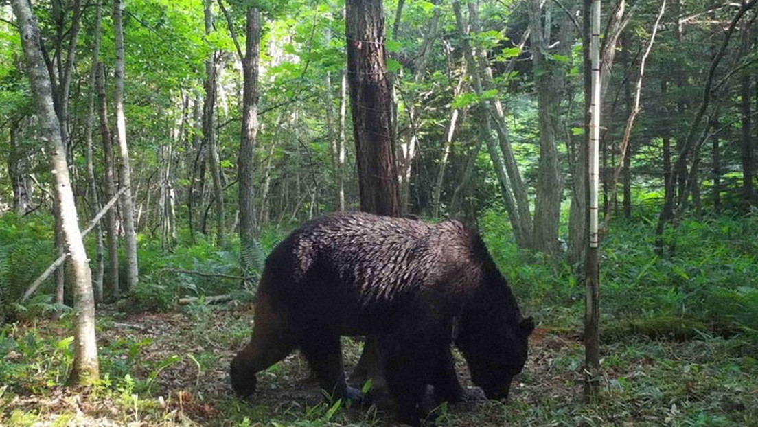 Logran matar a 'Ninja', un escurridizo oso pardo que había atacado a decenas de vacas en Japón