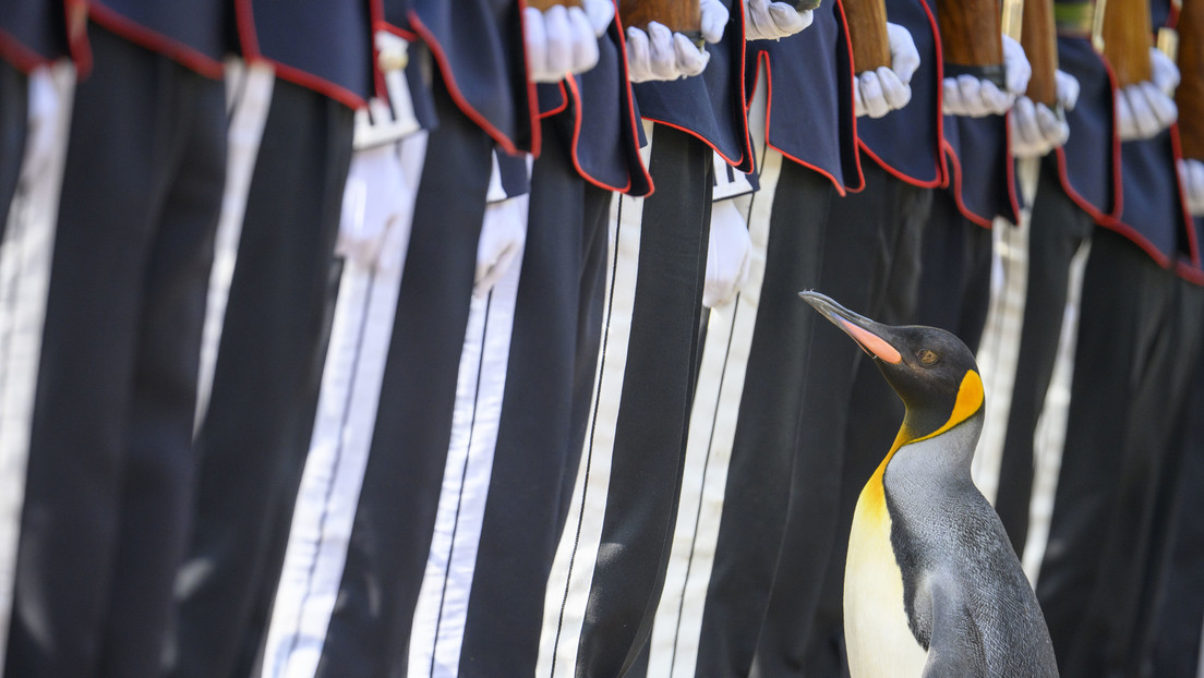 Un pingüino es ascendido al tercer rango más alto de las Fuerzas Armadas de Noruega