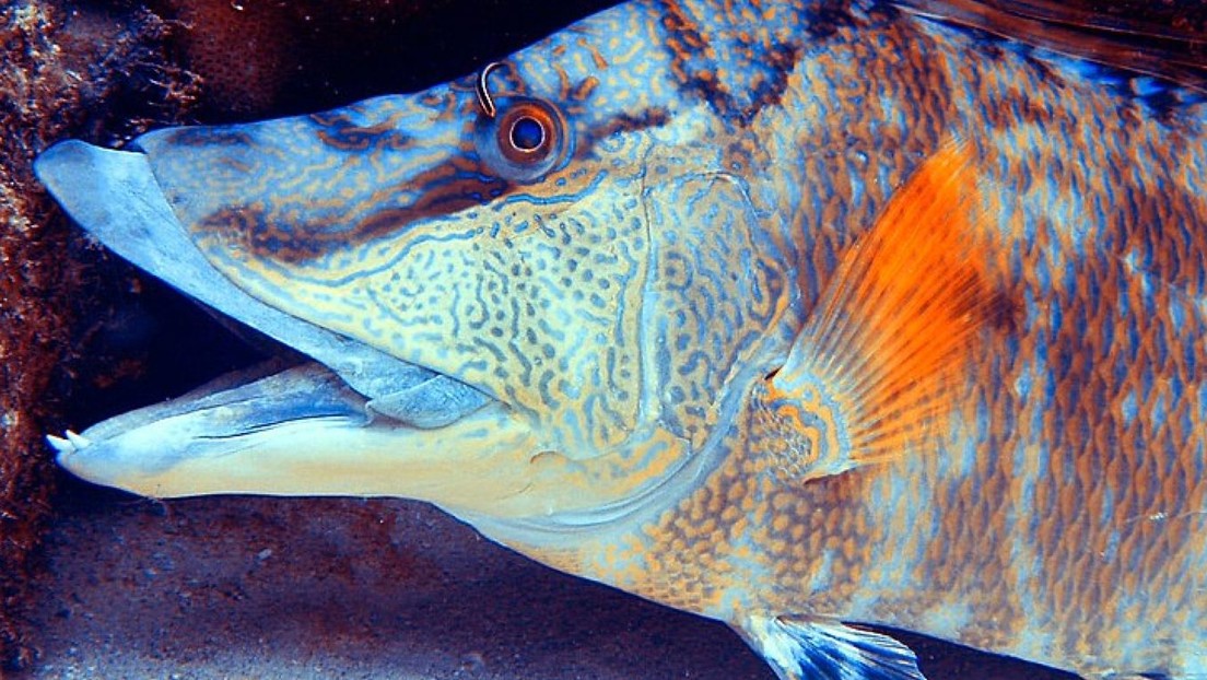 Descubren que un pez que cambia de color puede 'ver' con su piel