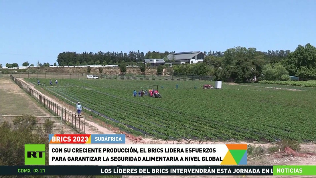 Con su creciente producción, los BRICS lideran los esfuerzos para garantizar la seguridad alimentaria a nivel global