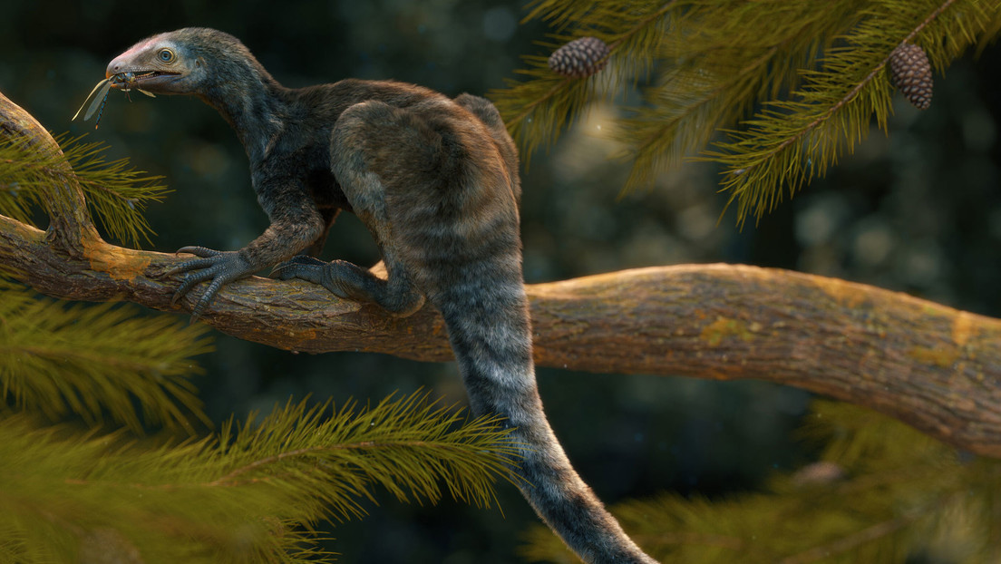 Encuentran en Brasil restos fósiles de un precursor no volador del pterosaurio