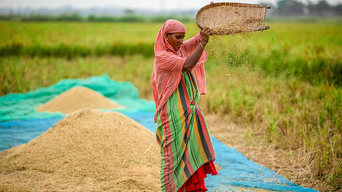 India impone restricciones a la exportación de todas las variedades de arroz