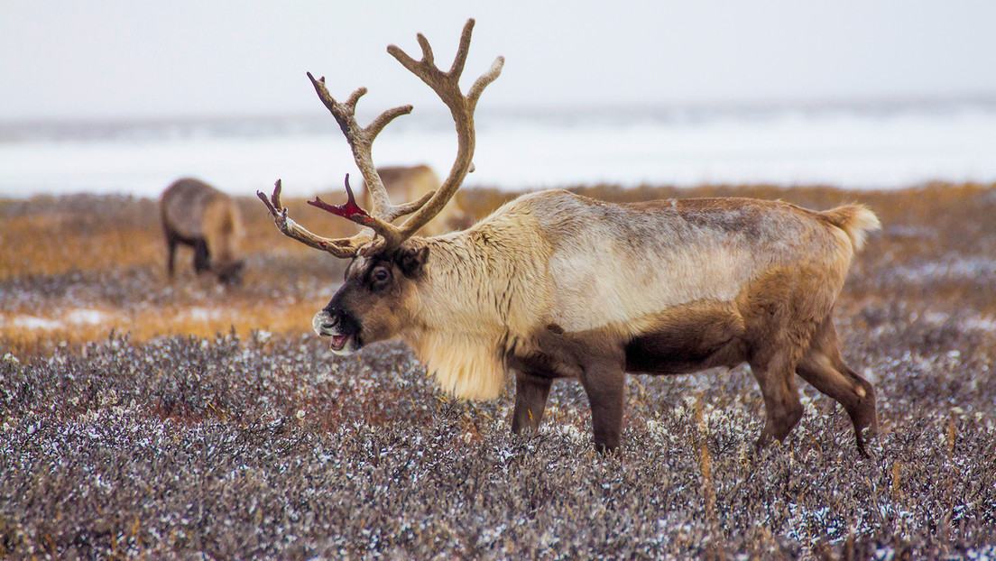 Reserva natural rusa propone una solución para evitar la migración de renos noruegos en lugar de sacrificarlos