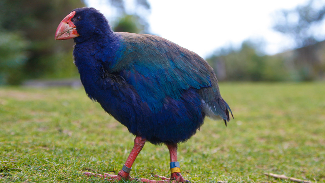 Un ave "prehistórica" que se creía extinta regresa a su hábitat en Nueva Zelanda