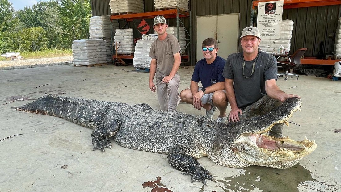 FOTO: Capturan al caimán más grande del estado de Misisipi