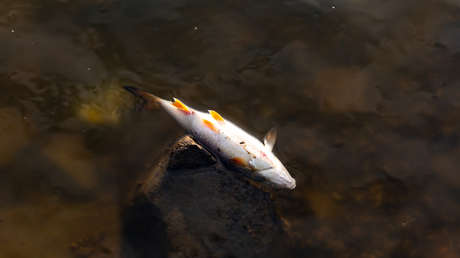Miles de peces mueren en un lago de Reino Unido tras misteriosa caída de los niveles de oxígeno (FOTOS)