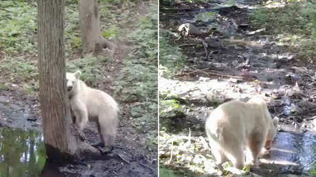 Cámara trampa capta una rara cría de oso pardo albino (VIDEO)
